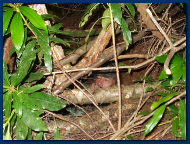 600x449 pixels (160K)